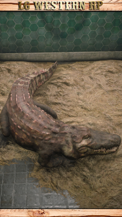 A_C_Alligator_01
