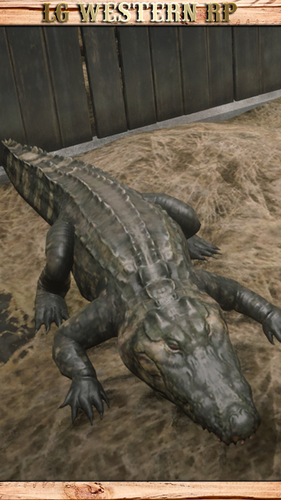A_C_Alligator_03