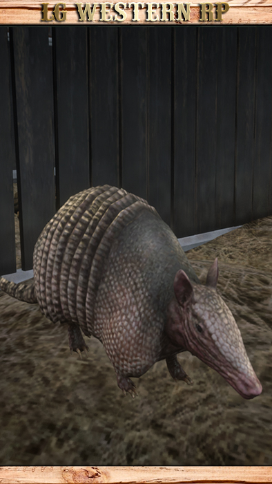 A_C_Armadillo_01