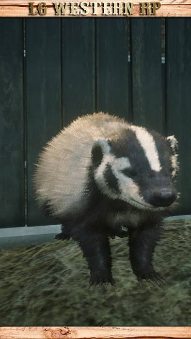 A_C_Badger_01