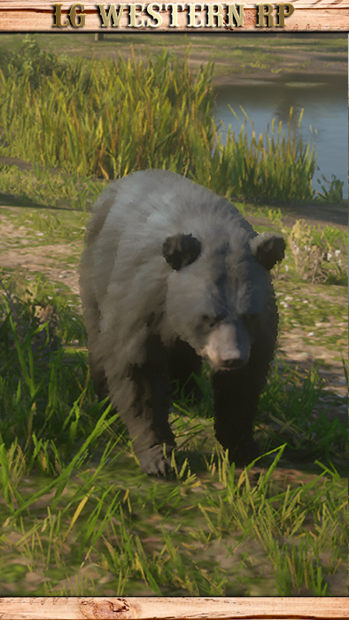 A_C_BearBlack_01