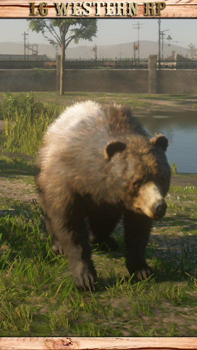A_C_Bear_01