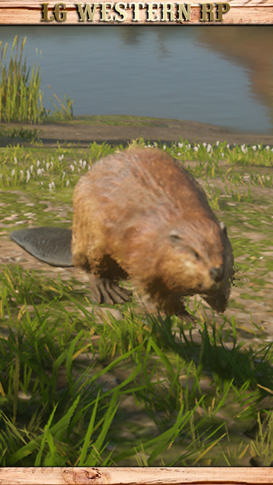 A_C_Beaver_01