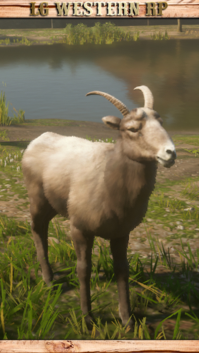 A_C_BigHornRam_01