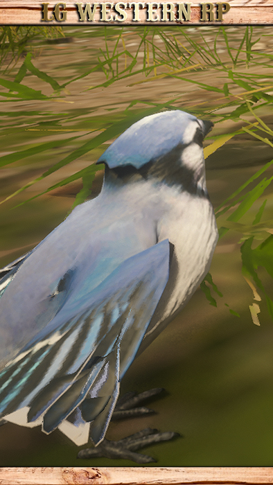 A_C_BlueJay_01