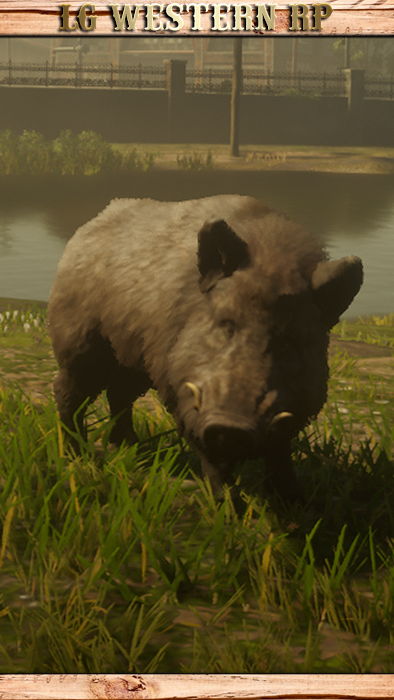 A_C_Boar_01