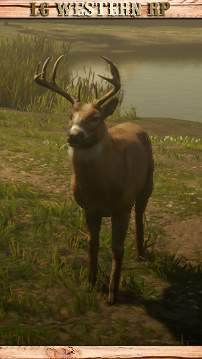 A_C_Buck_01