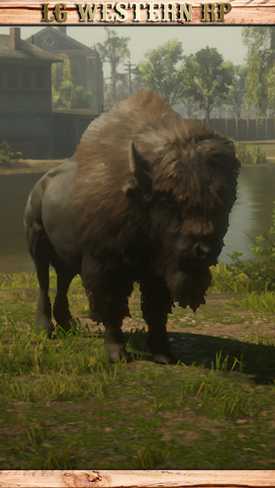 A_C_Buffalo_01