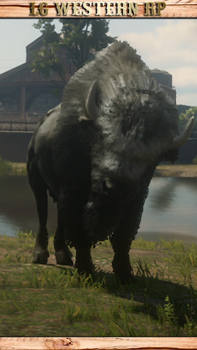 A_C_Buffalo_Tatanka_01