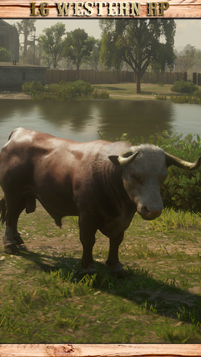 A_C_Bull_01