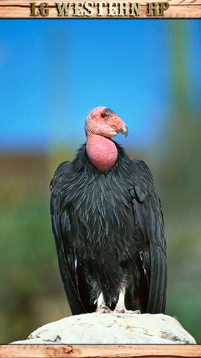 A_C_CaliforniaCondor_01