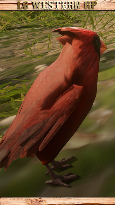 A_C_Cardinal_01