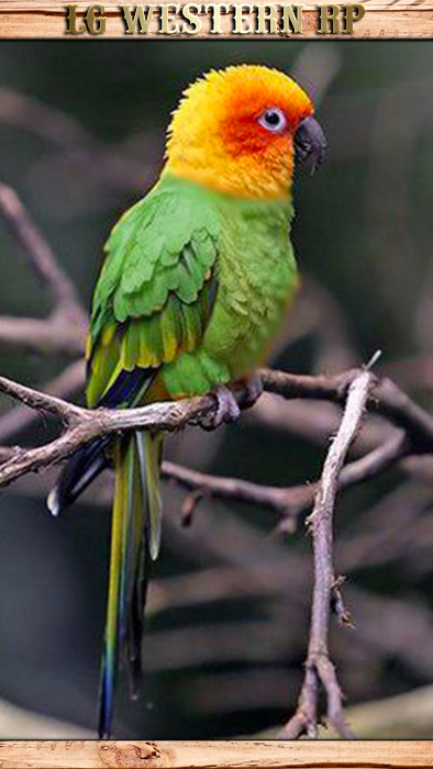 A_C_CarolinaParakeet_01_