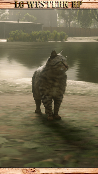 A_C_Cat_01