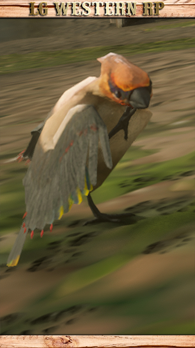 A_C_CedarWaxwing_01