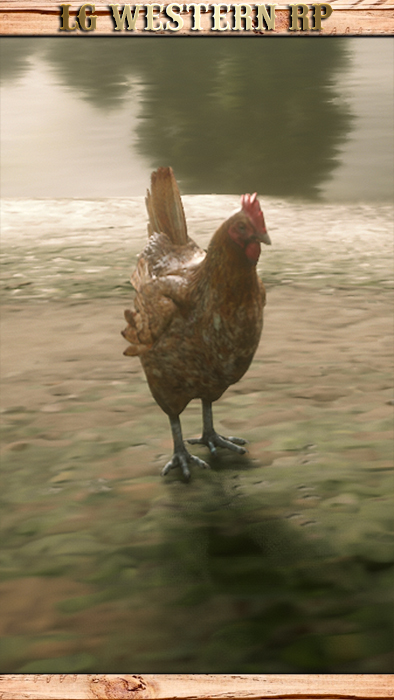 A_C_Chicken_01_