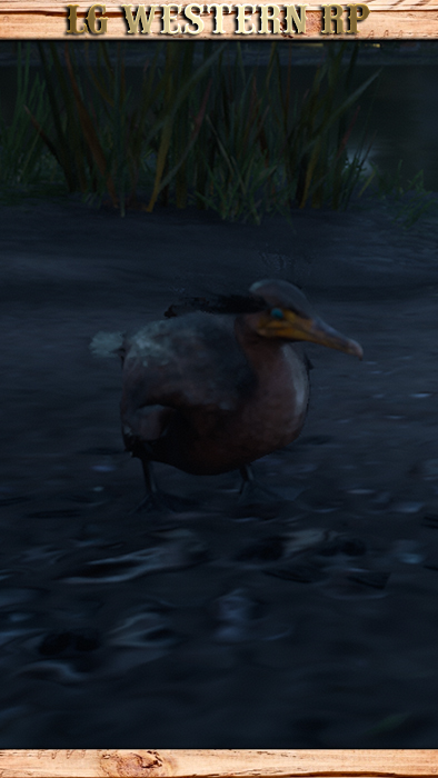 A_C_Cormorant_01