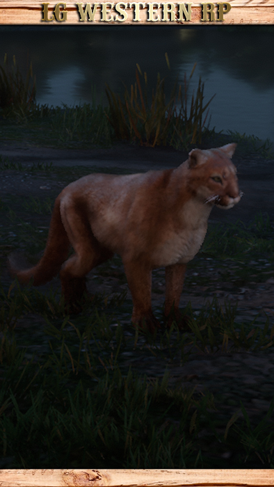 A_C_Cat_01