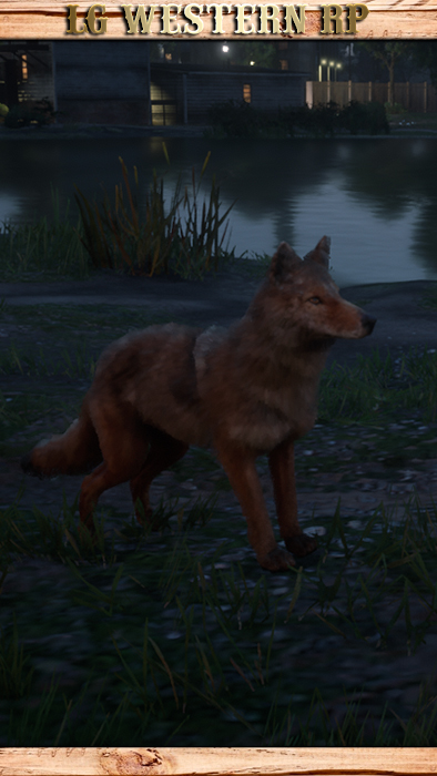 A_C_Coyote_01_