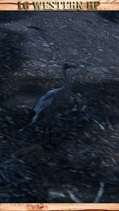 A_C_CraneWhooping_01