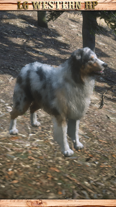 A_C_DogAustralianSheperd_01