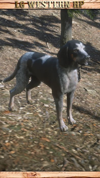 A_C_DogBluetickCoonhound_01
