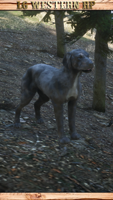A_C_DogCatahoulaCur_01