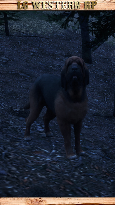 A_C_DogHound_01