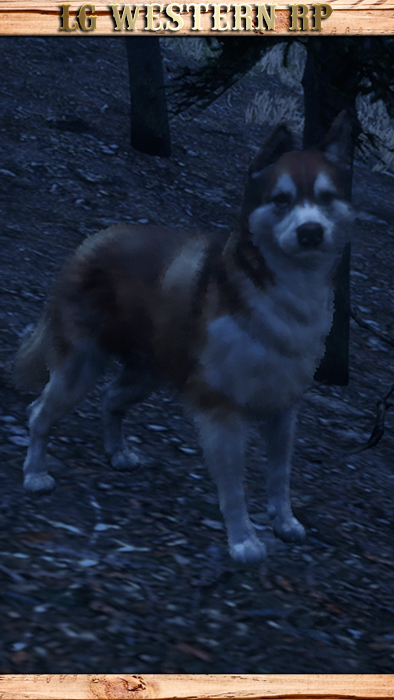 A_C_DogHusky_01_