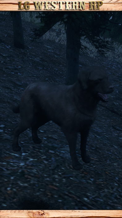 A_C_DogLab_01