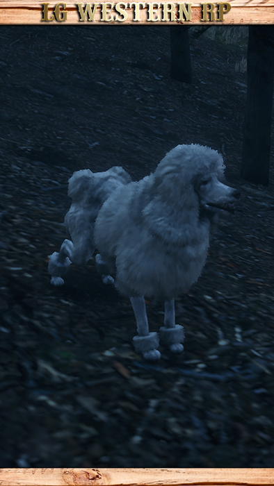 A_C_DogPoodle_01