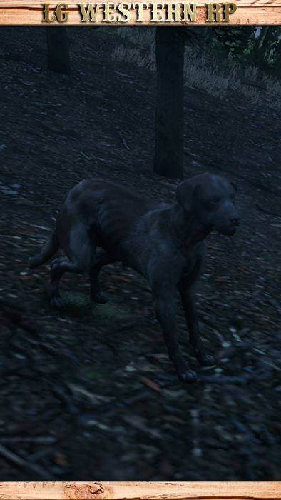 A_C_DogStreet_01