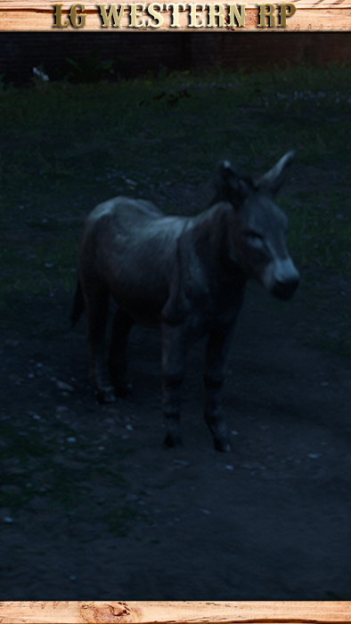 A_C_Donkey