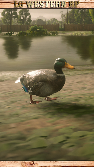 A_C_Duck_01