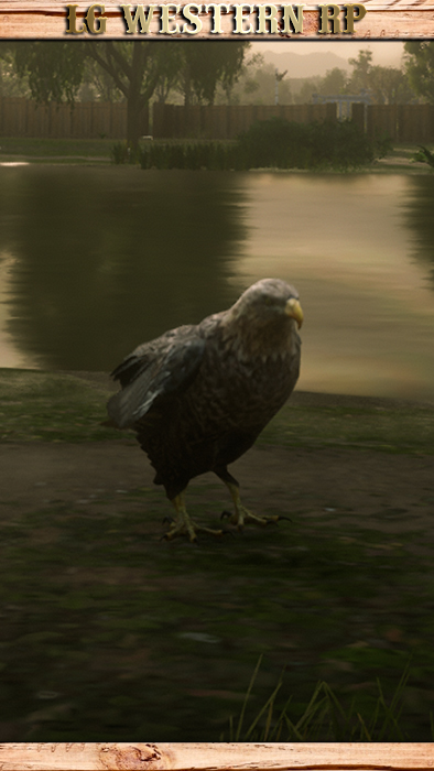 A_C_EAGLE_01