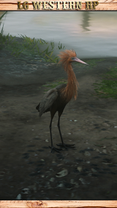 A_C_Egret_01