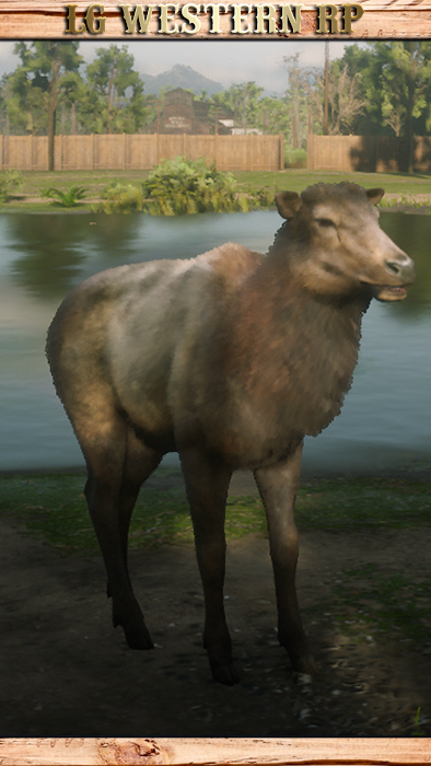 A_C_Elk_01