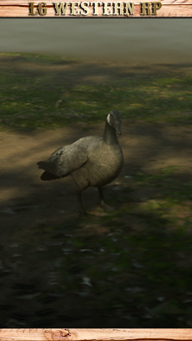 A_C_GooseCanada_01