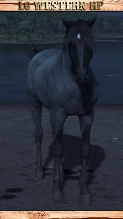 A_C_HORSE_MISSOURIFOXTROTTER_BLUEROAN