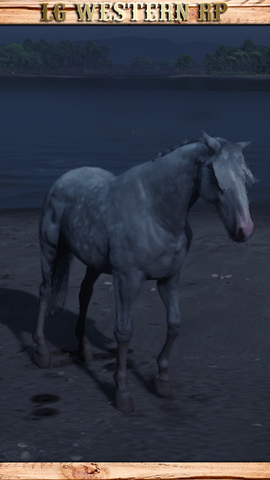 A_C_HORSE_MISSOURIFOXTROTTER_DAPPLEGREY