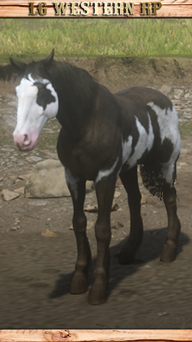 A_C_HORSE_MUSTANG_BLACKOVERO