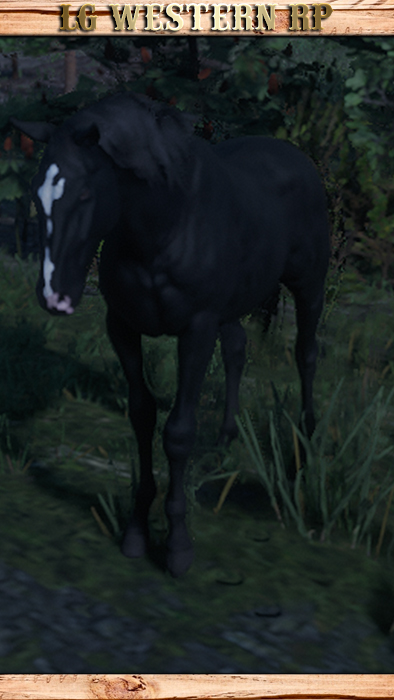 A_C_HORSE_TURKOMAN_BLACK