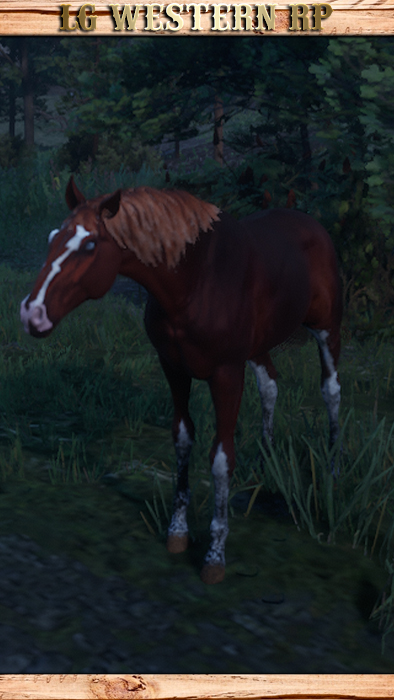 A_C_HORSE_TURKOMAN_CHESTNUT