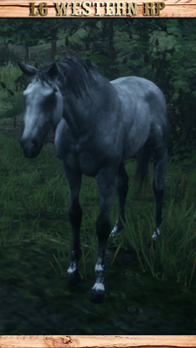A_C_HORSE_TURKOMAN_GREY