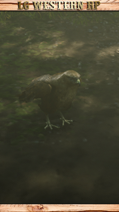 A_C_Hawk_01