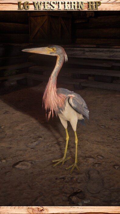 A_C_Heron_01_
