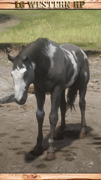 A_C_Horse_AmericanPaint_Greyovero