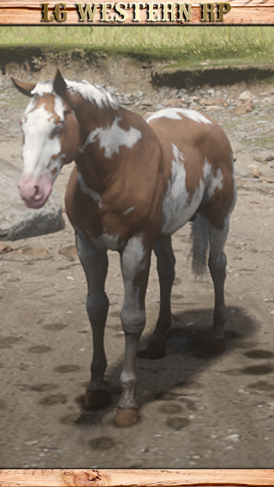 A_C_Horse_AmericanPaint_Overo