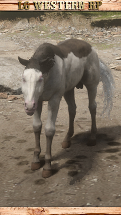 A_C_Horse_AmericanPaint_SplashedWhite