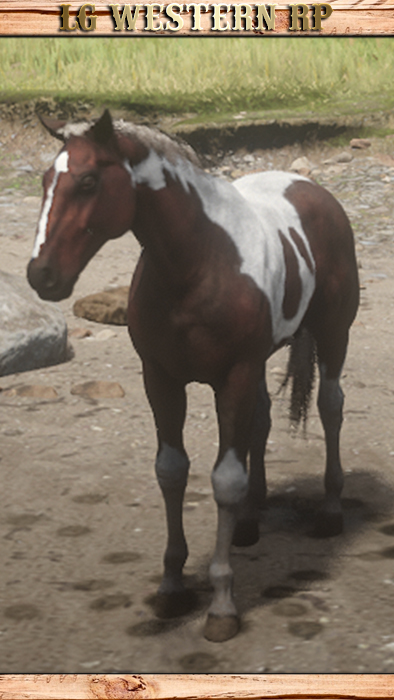A_C_Horse_AmericanPaint_Tobiano_